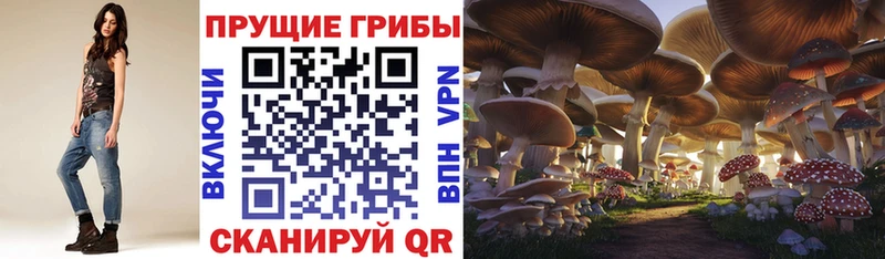 ссылка на мегу ТОР Медногорск Псилоцибиновые грибы Psilocybe